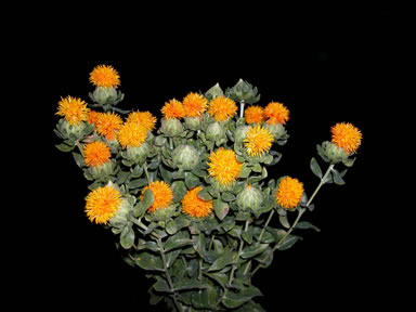 https://0901.nccdn.net/4_2/000/000/071/260/orangesafflower.jpg