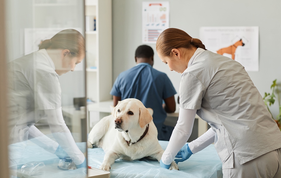 dog getting an exam