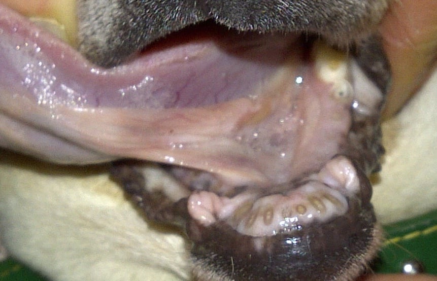 We are not sure what happened here. It looks like these teeth were cut off! Cruelty!!!