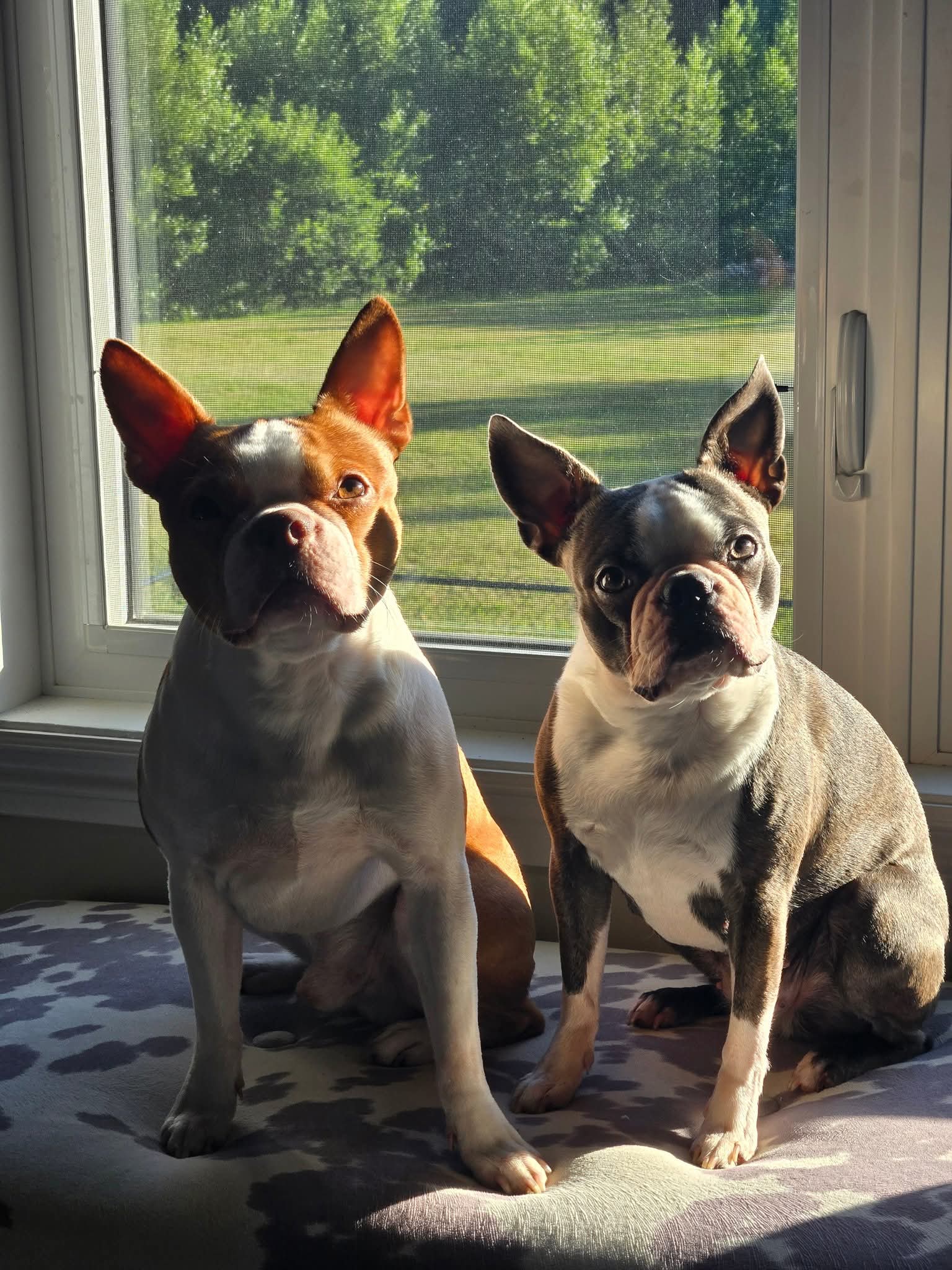 Two dogs sitting in front of a window