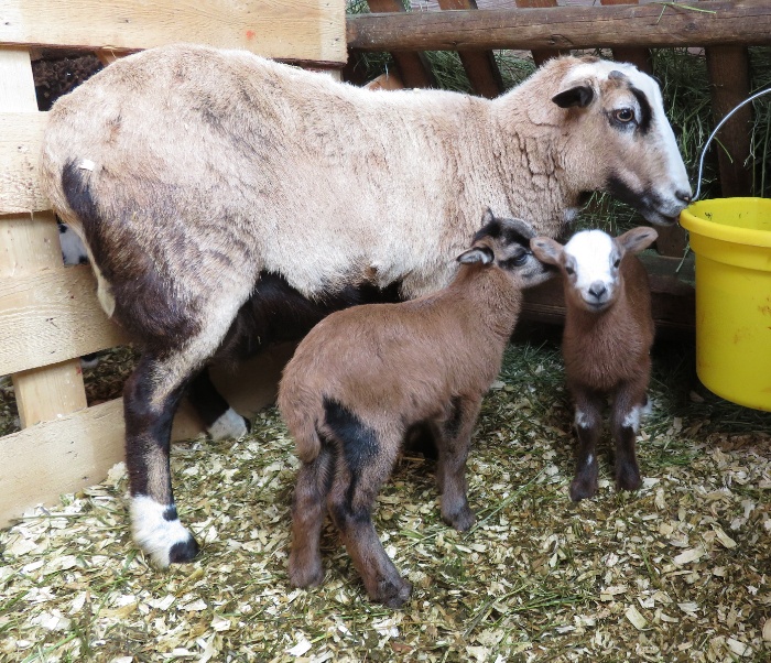 Big Rock Tiny Dancer - ewe & ram lamb