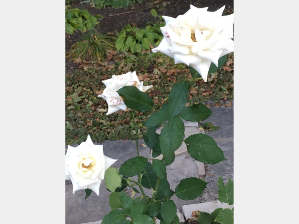 Church garden - white roses - Oct 2019