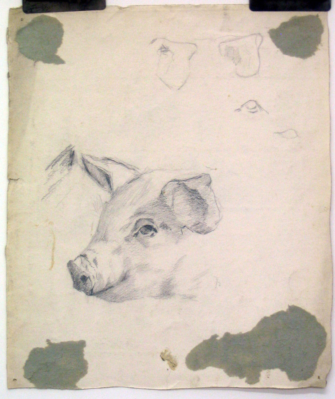 Sketch, Pig 2, Graphite on paper