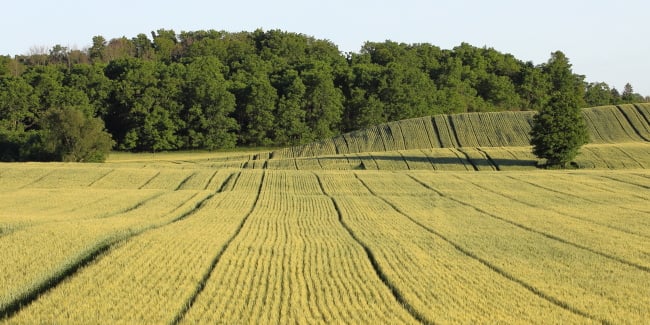 &quot;Patience&quot;
Limited Edition Print