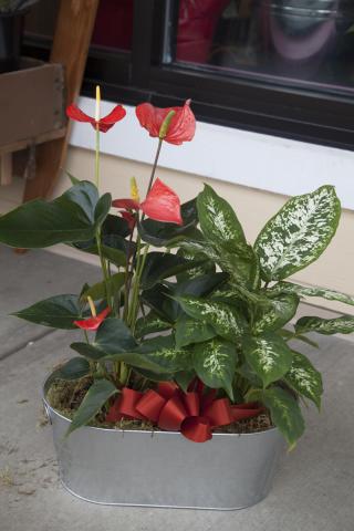 https://0901.nccdn.net/4_2/000/000/076/de9/0a-planter_baskets_port_alberni-9475.jpg
