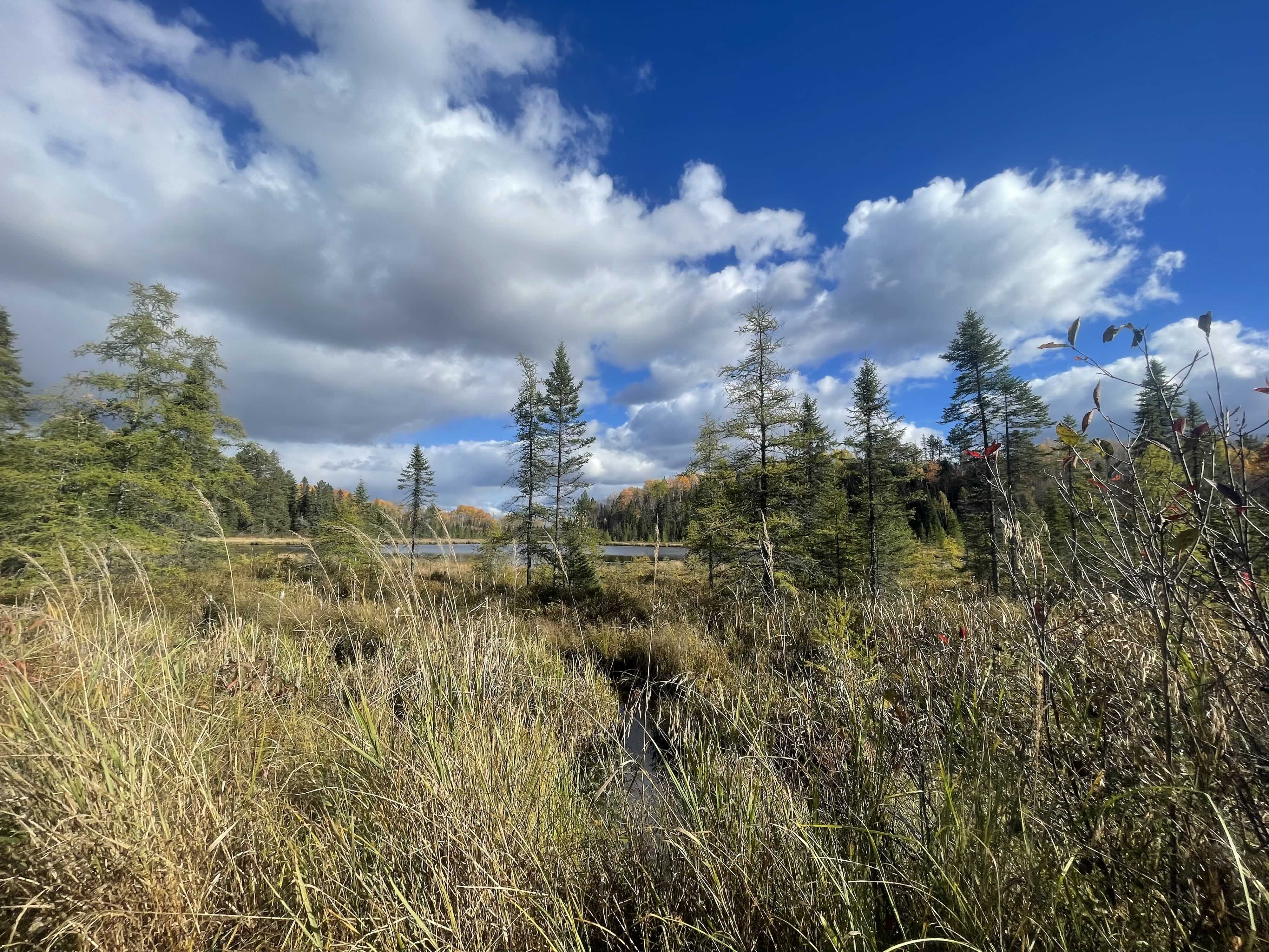 https://0901.nccdn.net/4_2/000/000/076/de9/2025-guided-moose-hunting-ontario-area-copy.jpg