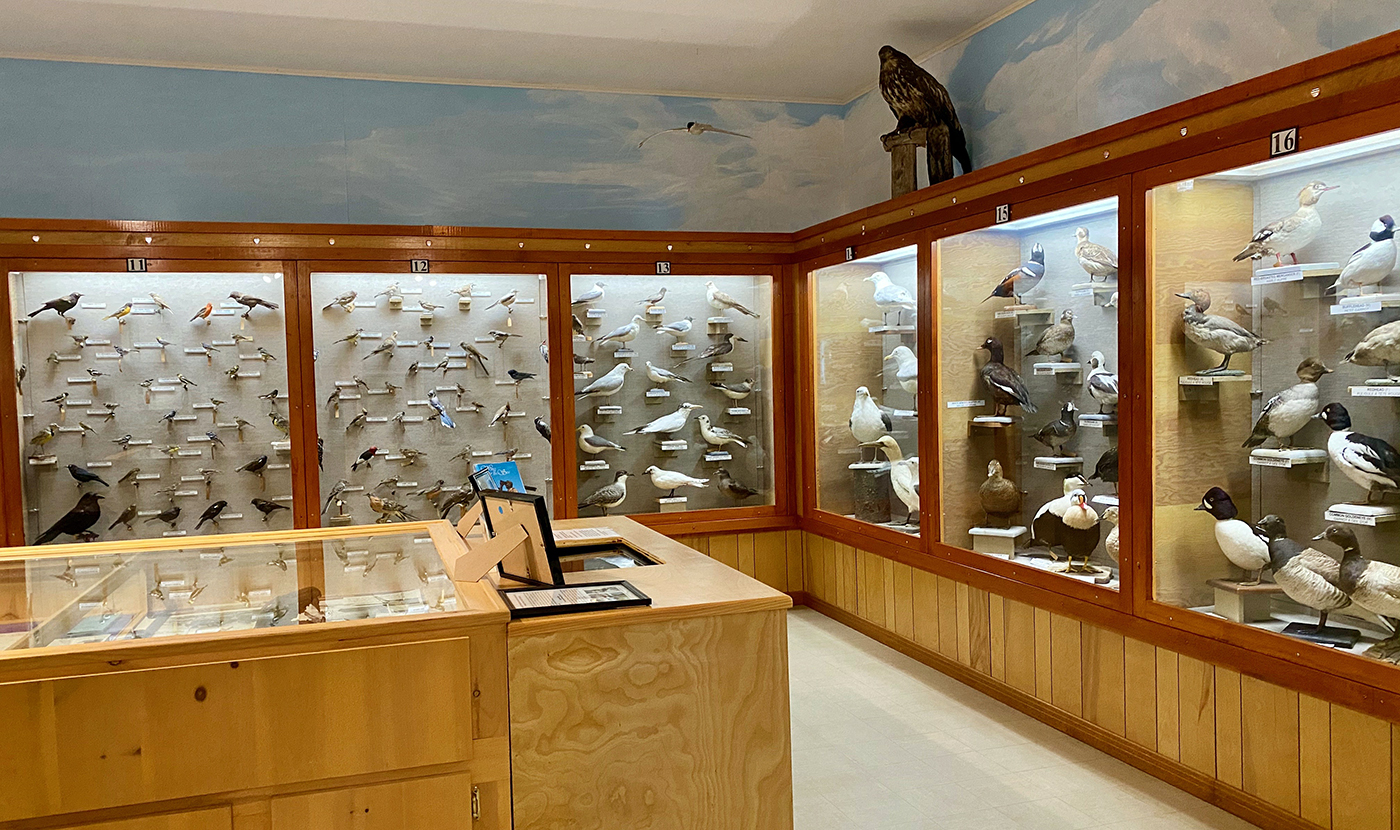 The Allan Moses Bird Gallery has 18 display cases of birds found locally.