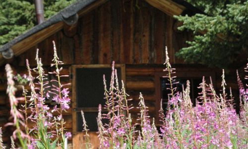 Purple Flowers Near a Cabin