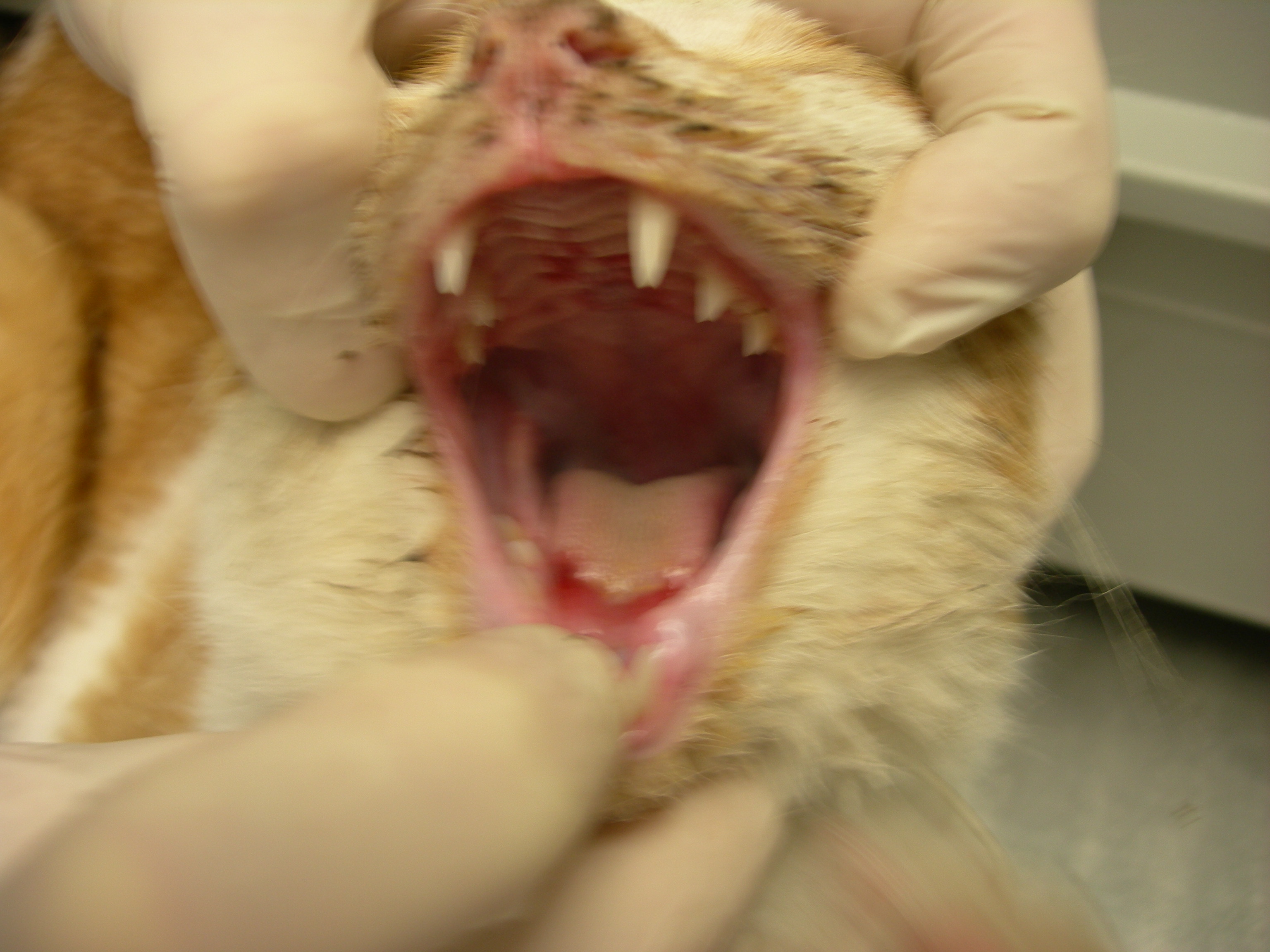 Calicivirus damage to cat's tongue and hard palate