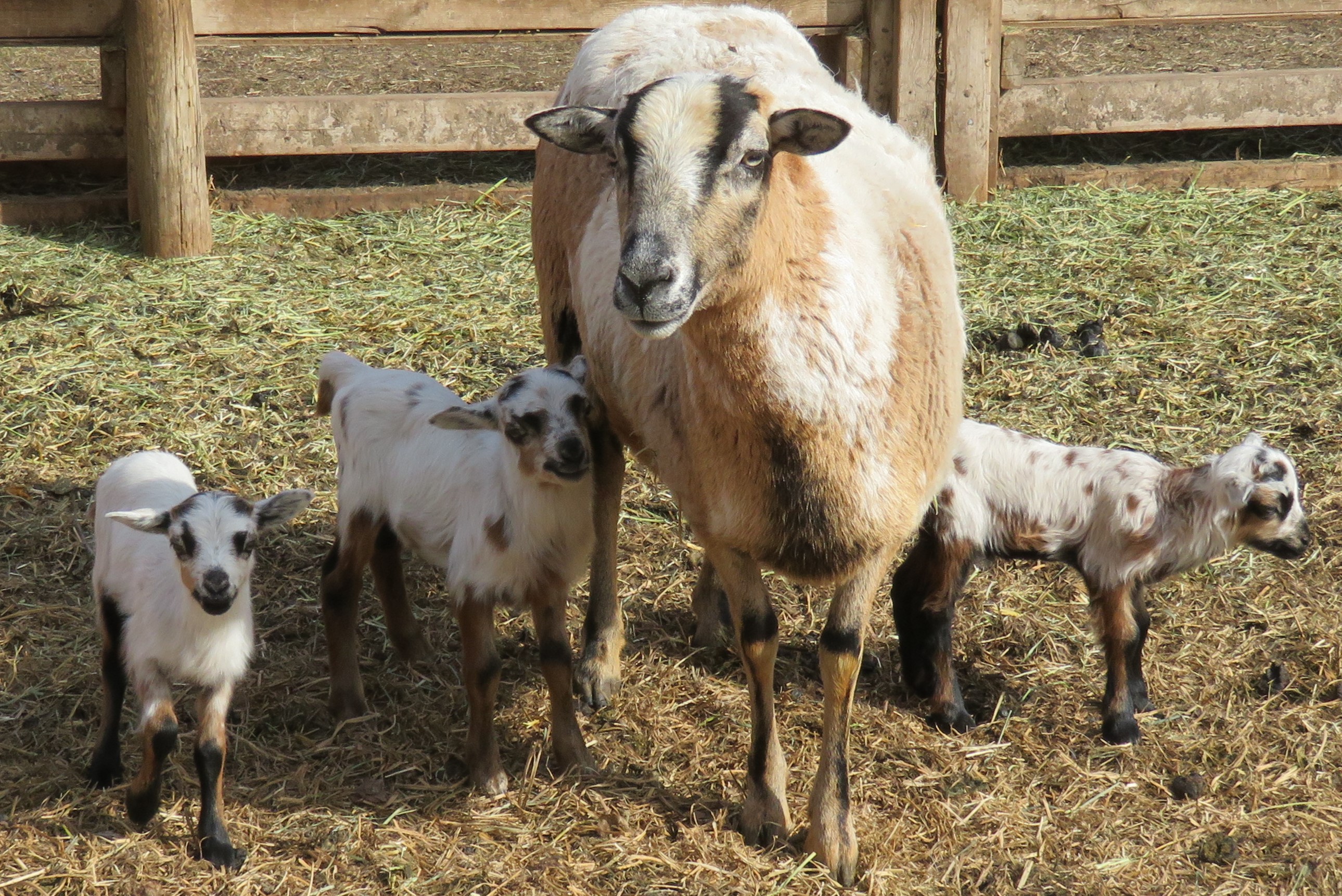 Candy Mountain
All boys $300, $300, $300