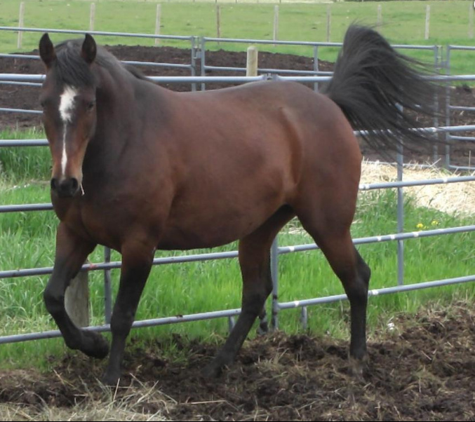 SUGAR - 2008 mare with medical issues and requires a special diet.