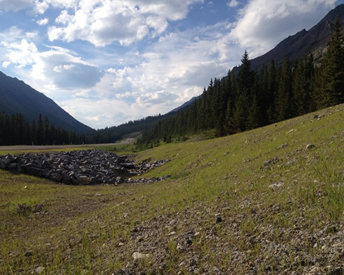 Trees near a grassy field