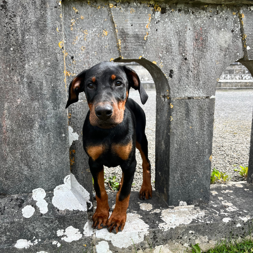 Black and tan dog standing in an arched stone opening of a weathered wall. Black and tan dog standing in an arched stone opening of a weathered wall.