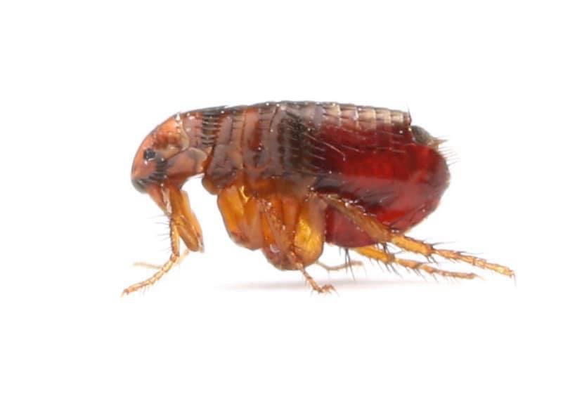 https://0901.nccdn.net/4_2/000/000/076/de9/image14.jpeg