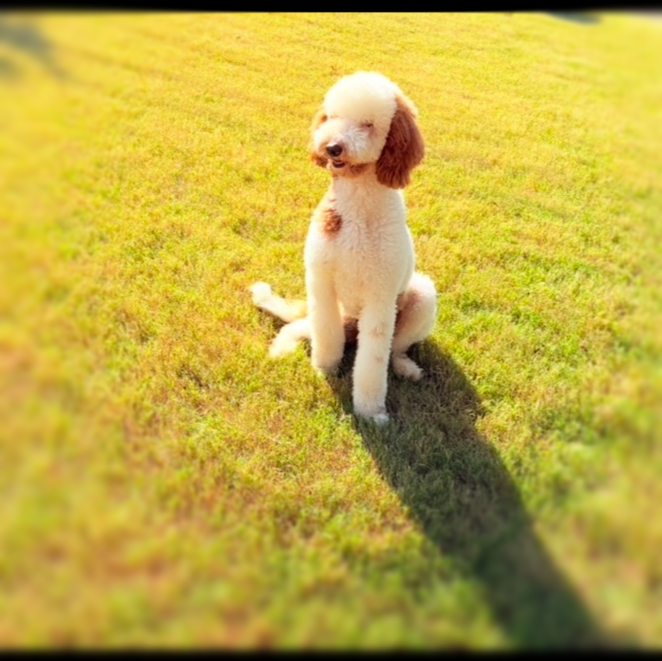 Golden retriever puppy