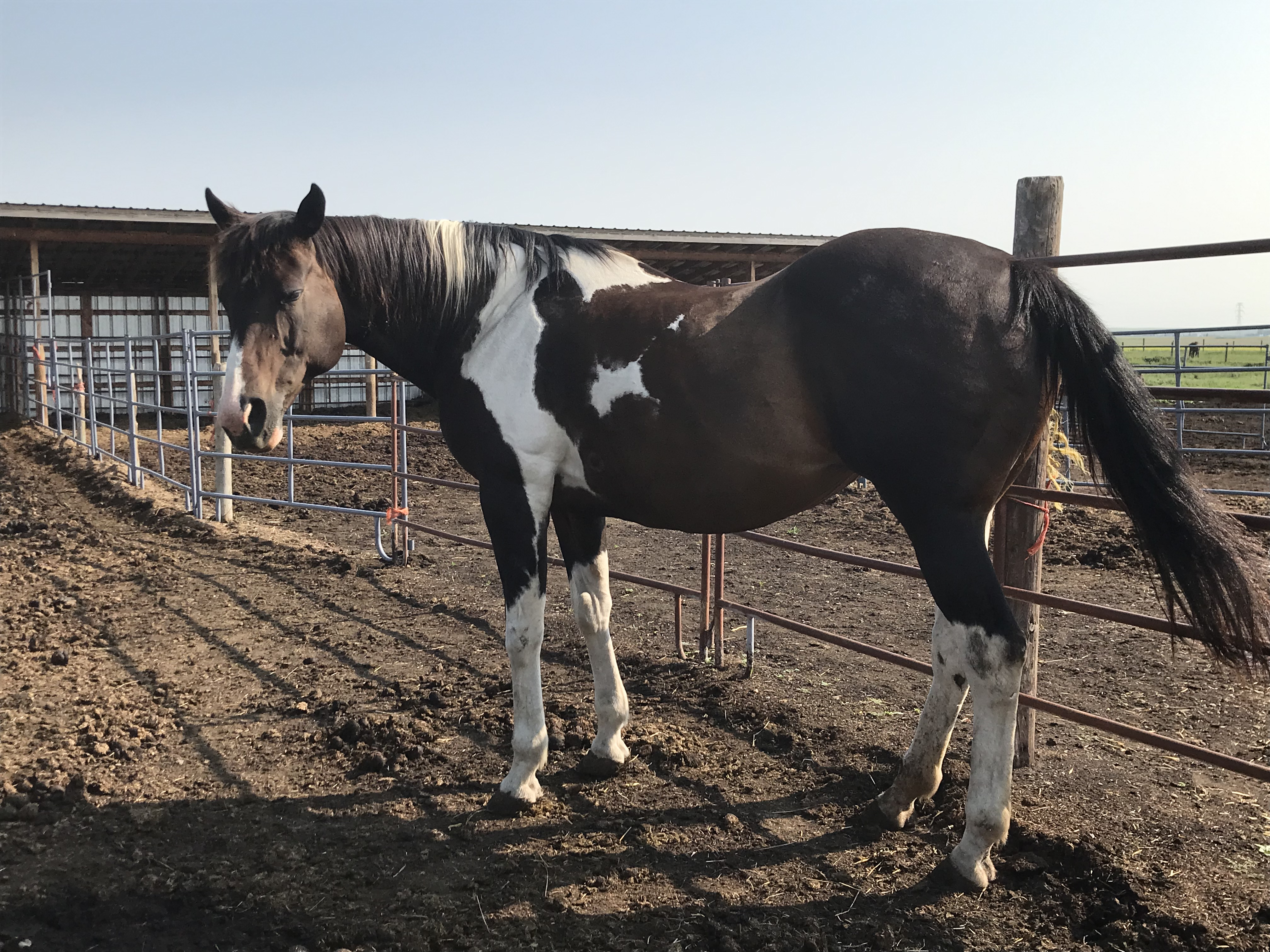 DALLY - July 19/23. She had severe arthritis in her front knees and medication wasn't helping. She was in pain, so we did what was right for her sake.