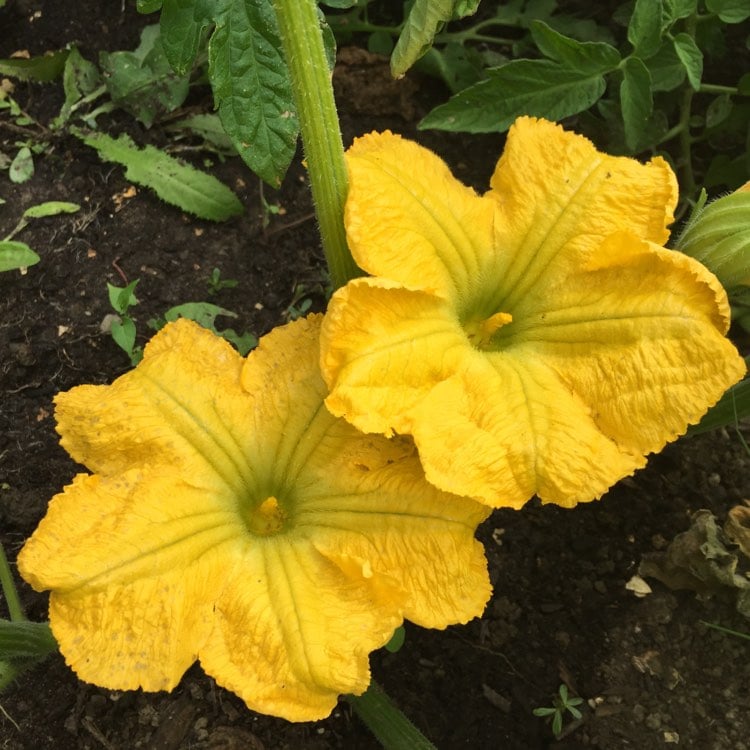 Zucchini Flowers
