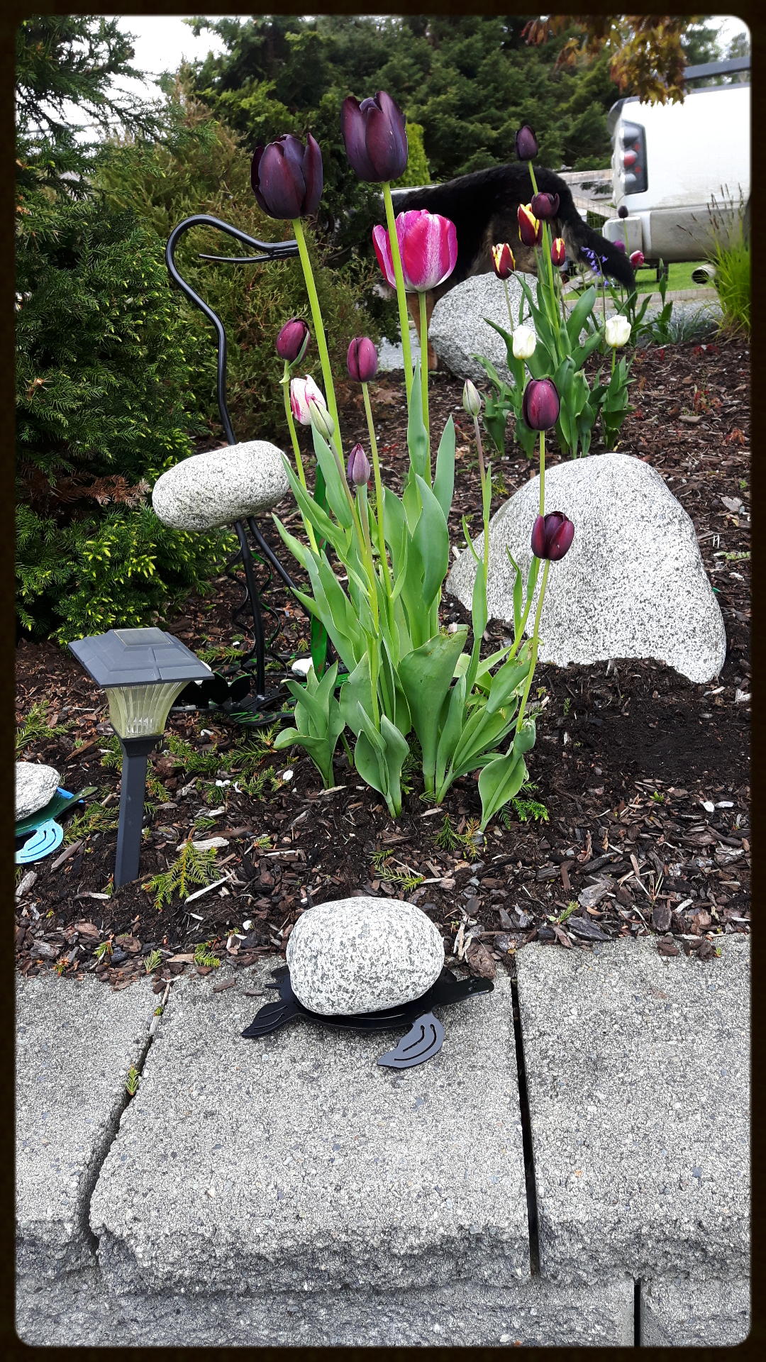 Rock Art, Herons, Campbell river BC, Vancouver island BC, Vancouver BC, Victoria BC, British Columbia,Alberta