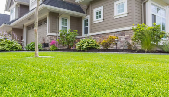 Beautifully Maintained Front Lawn with Shrubs and Flowers