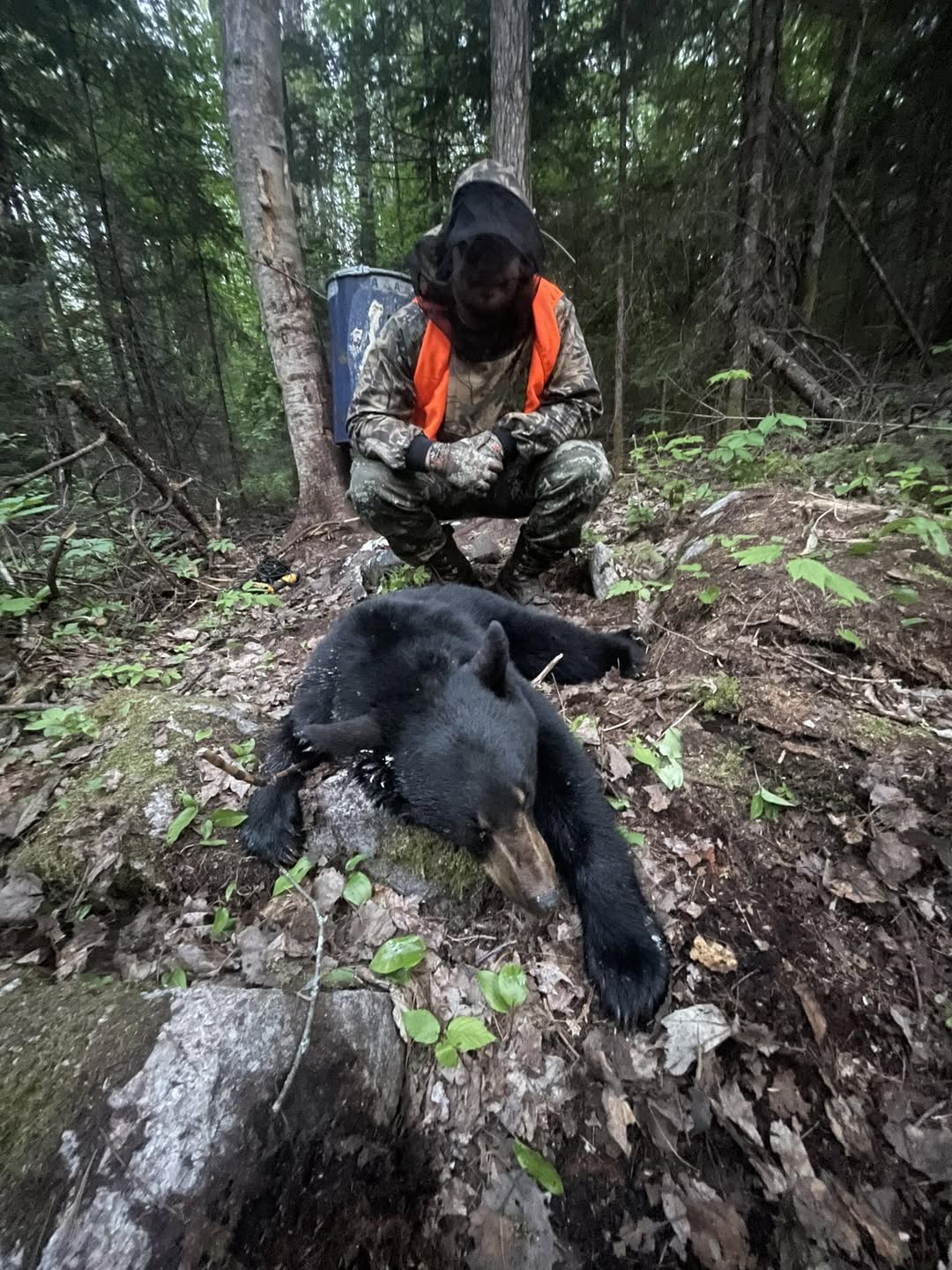 Successful guided black bear hunt in Ontario at Wild North Outfitters.