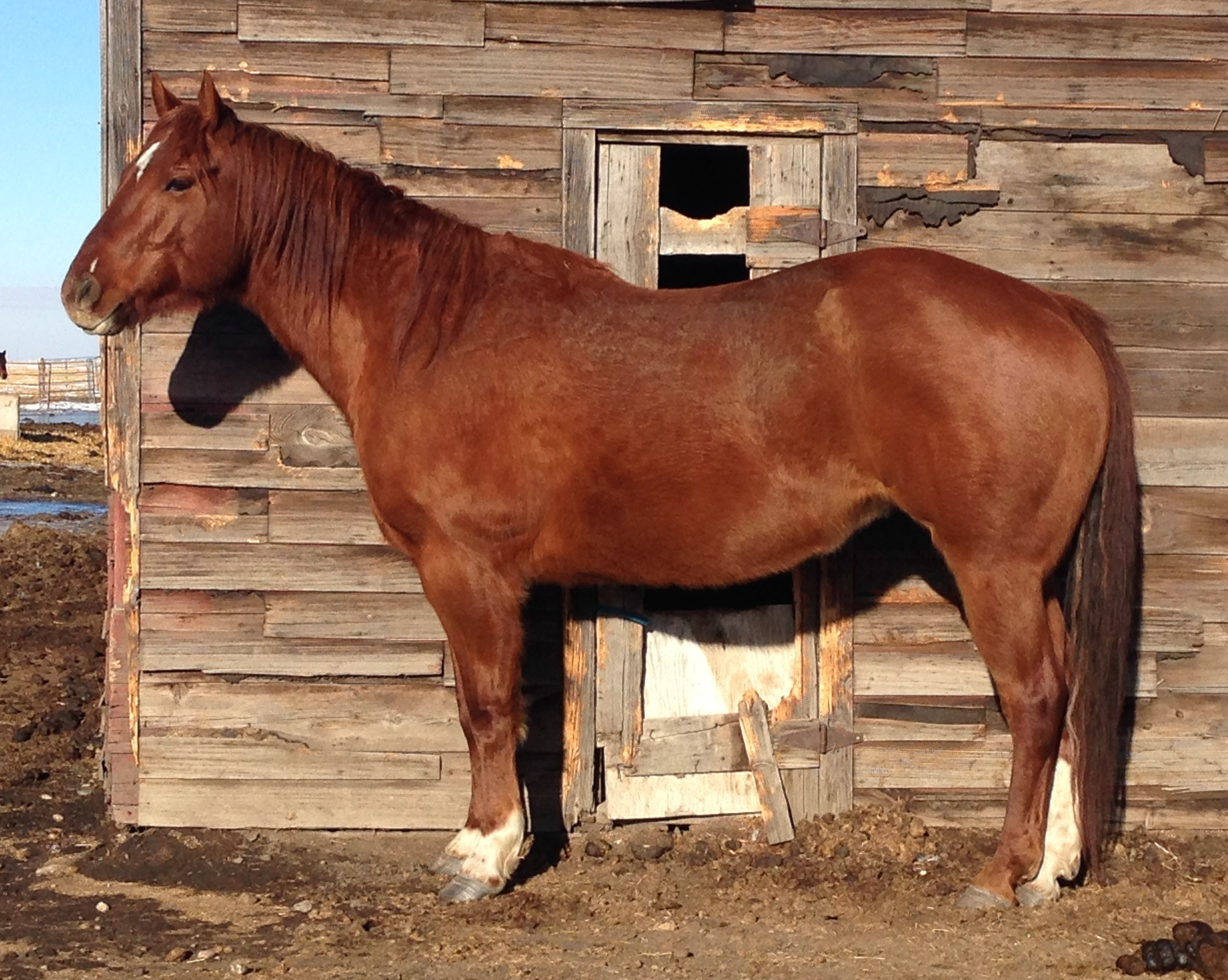 SCARLET - 2006 mare, herd matriarch, she is also used to teach volunteers about horsemanship.