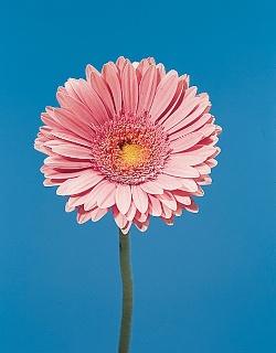https://0901.nccdn.net/4_2/000/000/079/c81/gerbera.jpg
