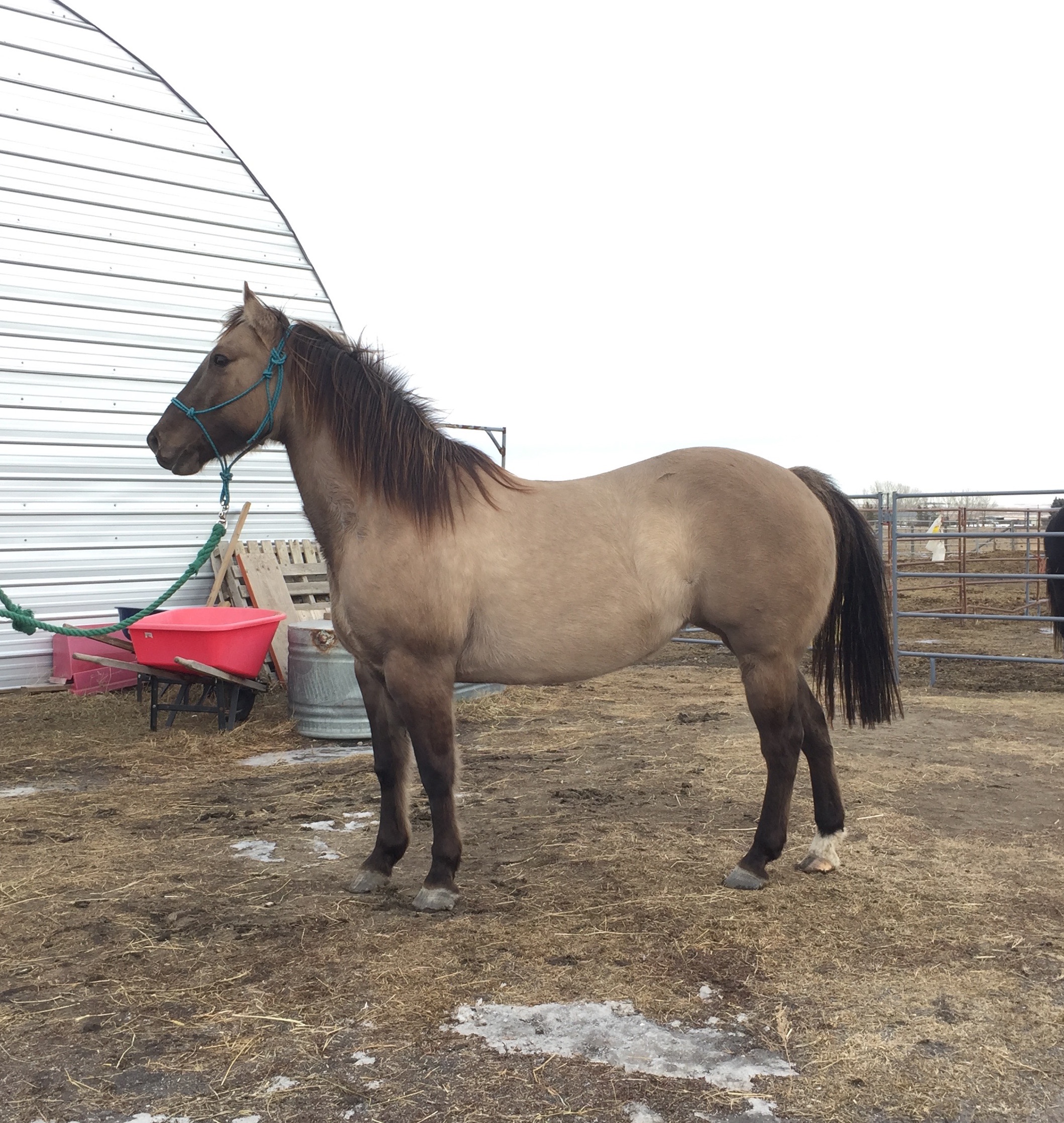 GYPSY -  2011 mare with a very crooked leg and arthritis