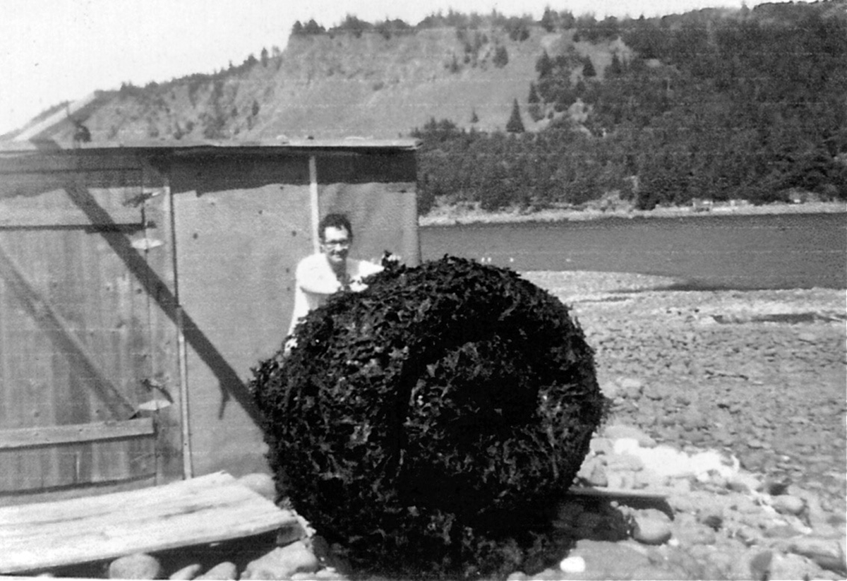 Roland Flagg as a younger man, with a roll of dried dulse at Dark Harbour, c. 1950s.
