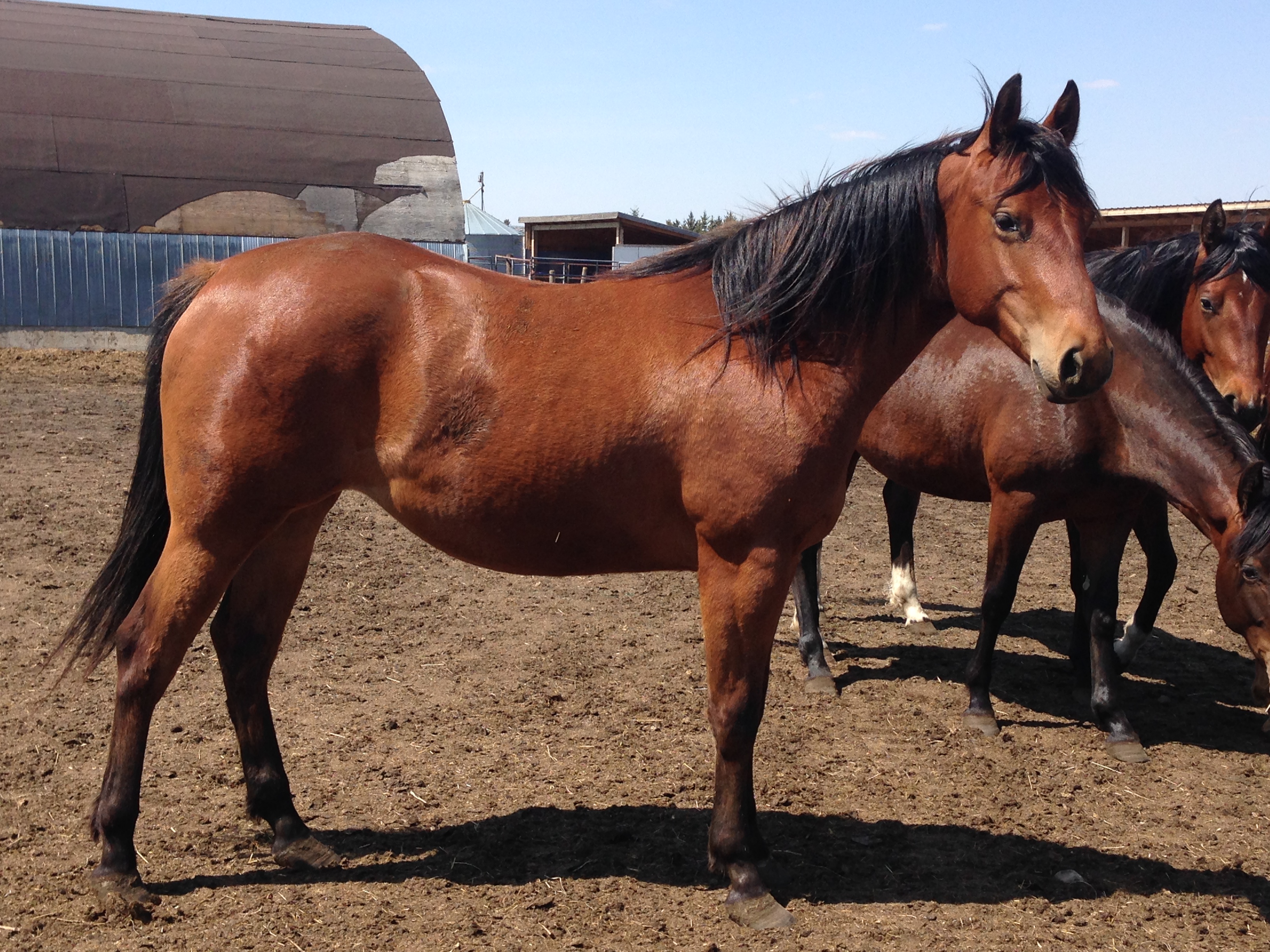 ELSA - July 15/16. As Elsa grew she had more and more trouble walking or putting her head down. Xrays showed that she had a deformity in her spine that was crushing her spinal cord, and there was no hope to save her.