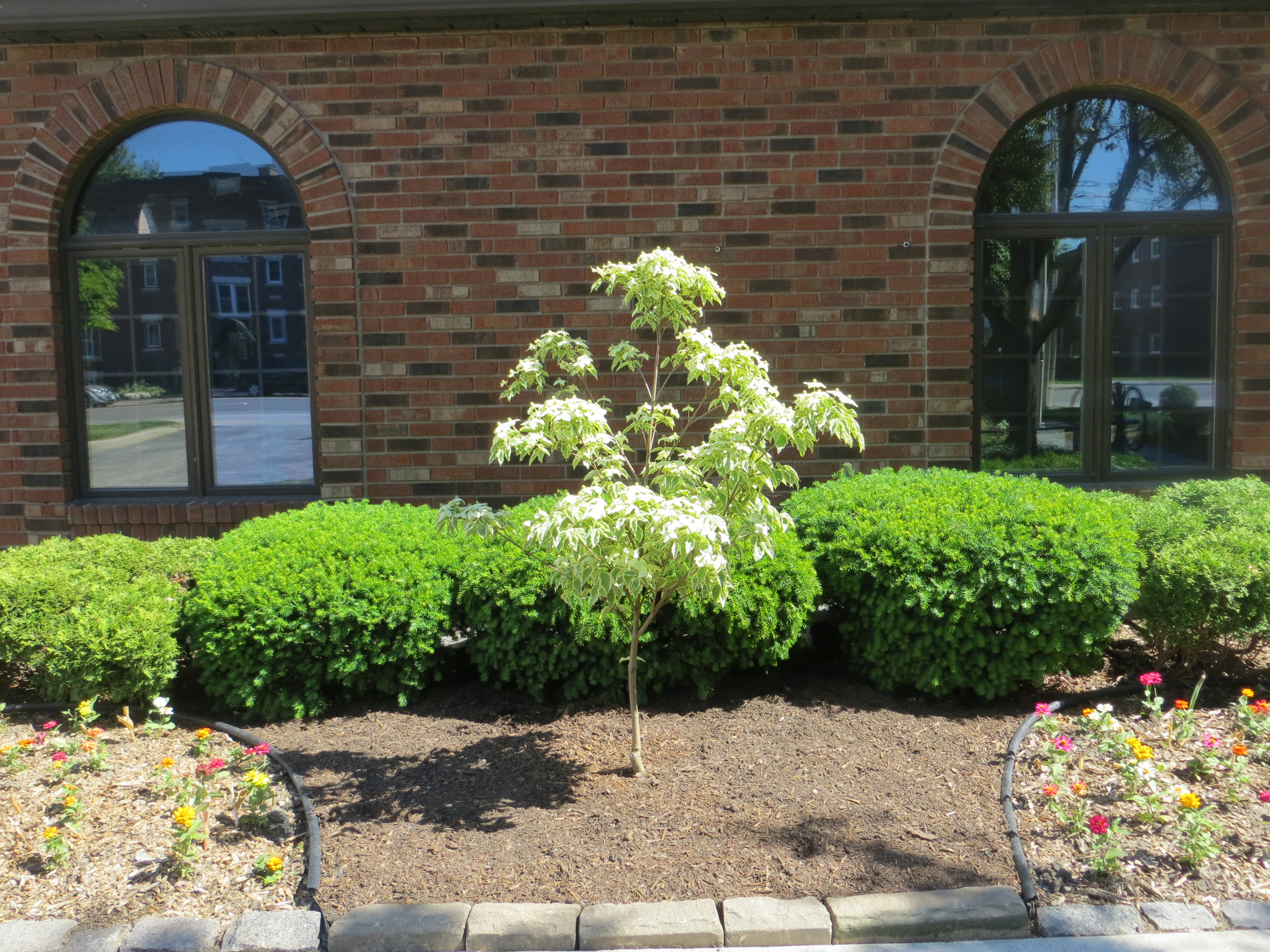 Samaritan Dogwood planted in honour of Archdeacon Ron's 90th birthday - June 8/20