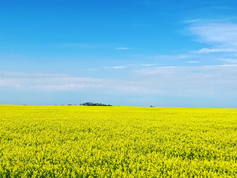 Vast field of bright yellow canola flowers under a clear blue sky. Vast field of bright yellow canola flowers under a clear blue sky.