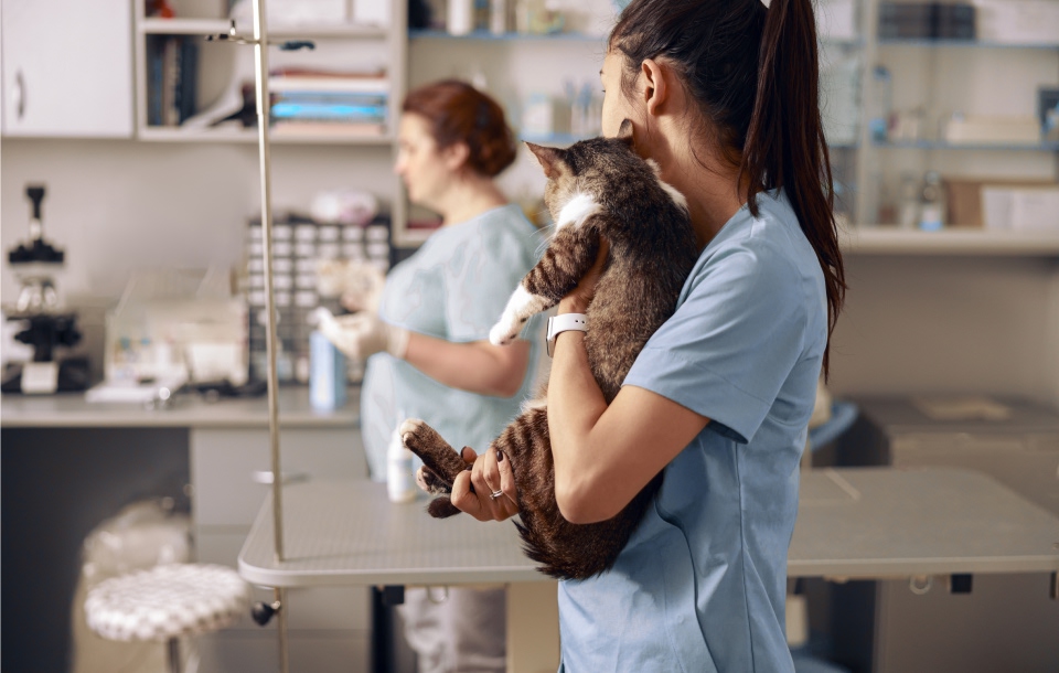 Vets holding a cat