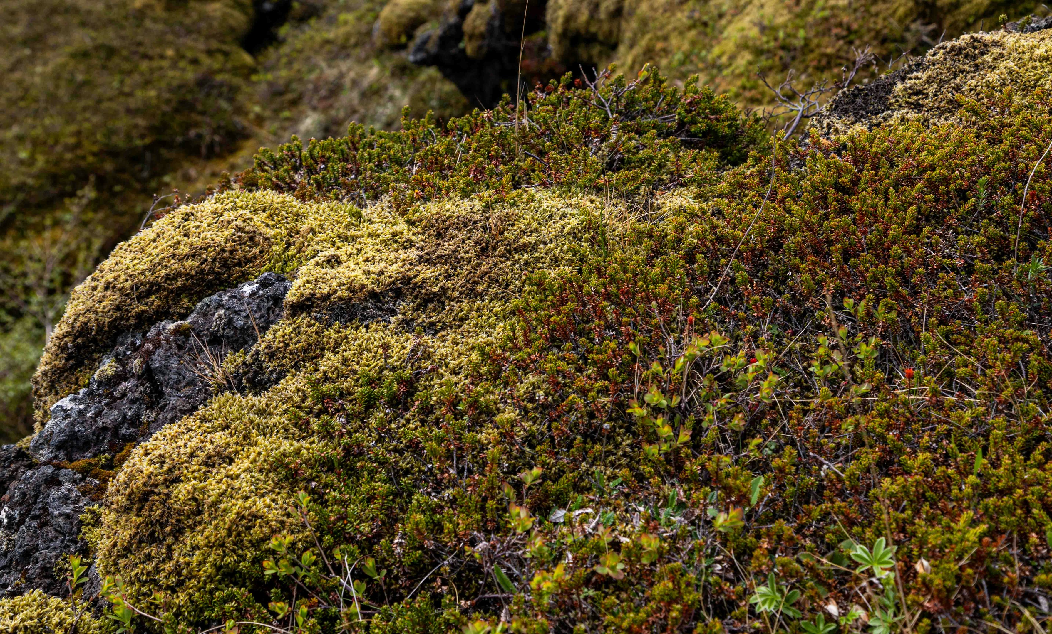 a close up of moss growing on a rock
