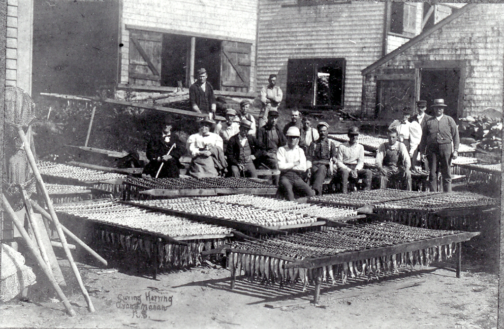 Smoked Herring Industry in late 19th Century