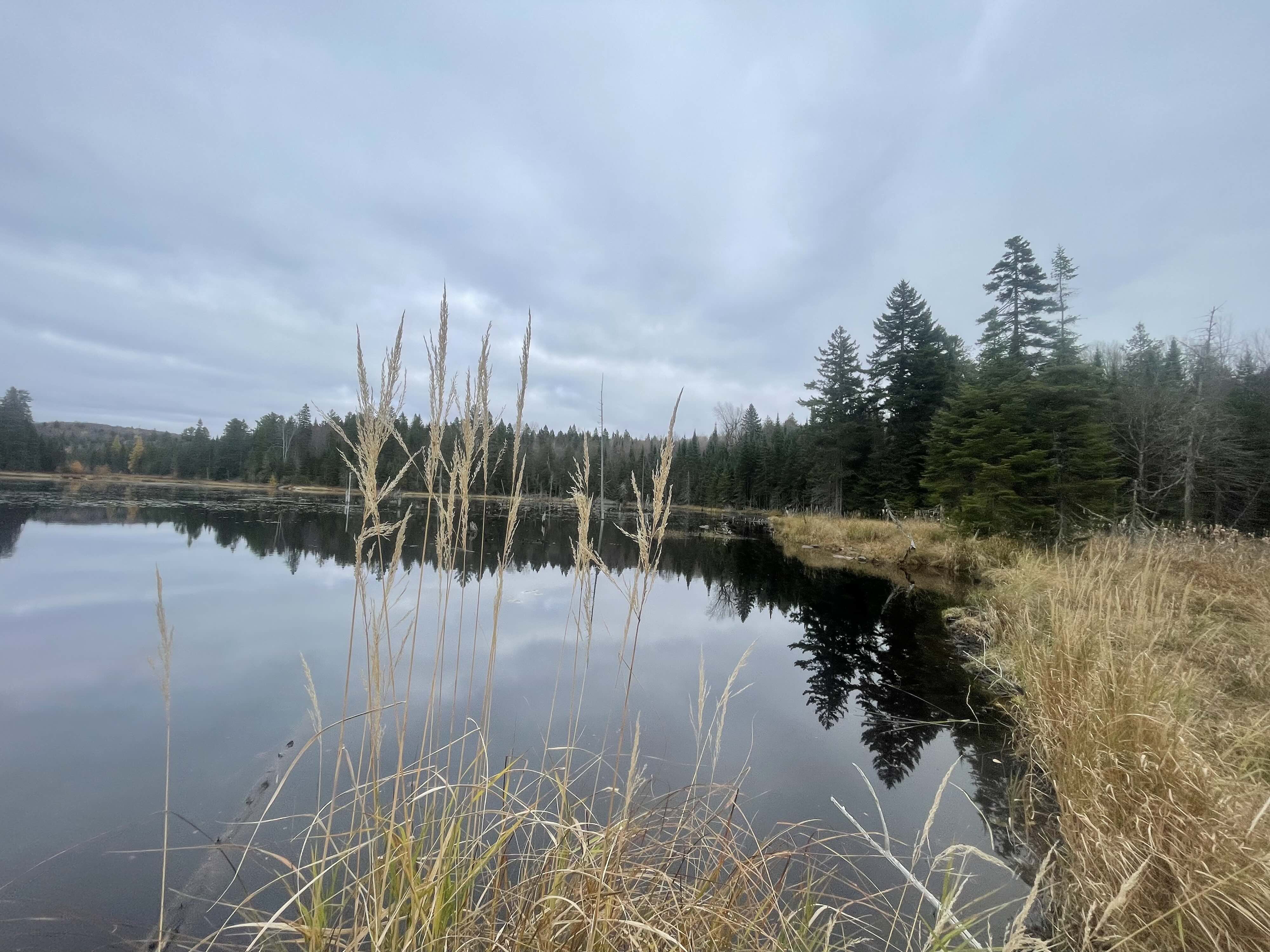 https://0901.nccdn.net/4_2/000/000/07d/95b/2025-guided-moose-hunting-ontario-water-grass-copy.jpg