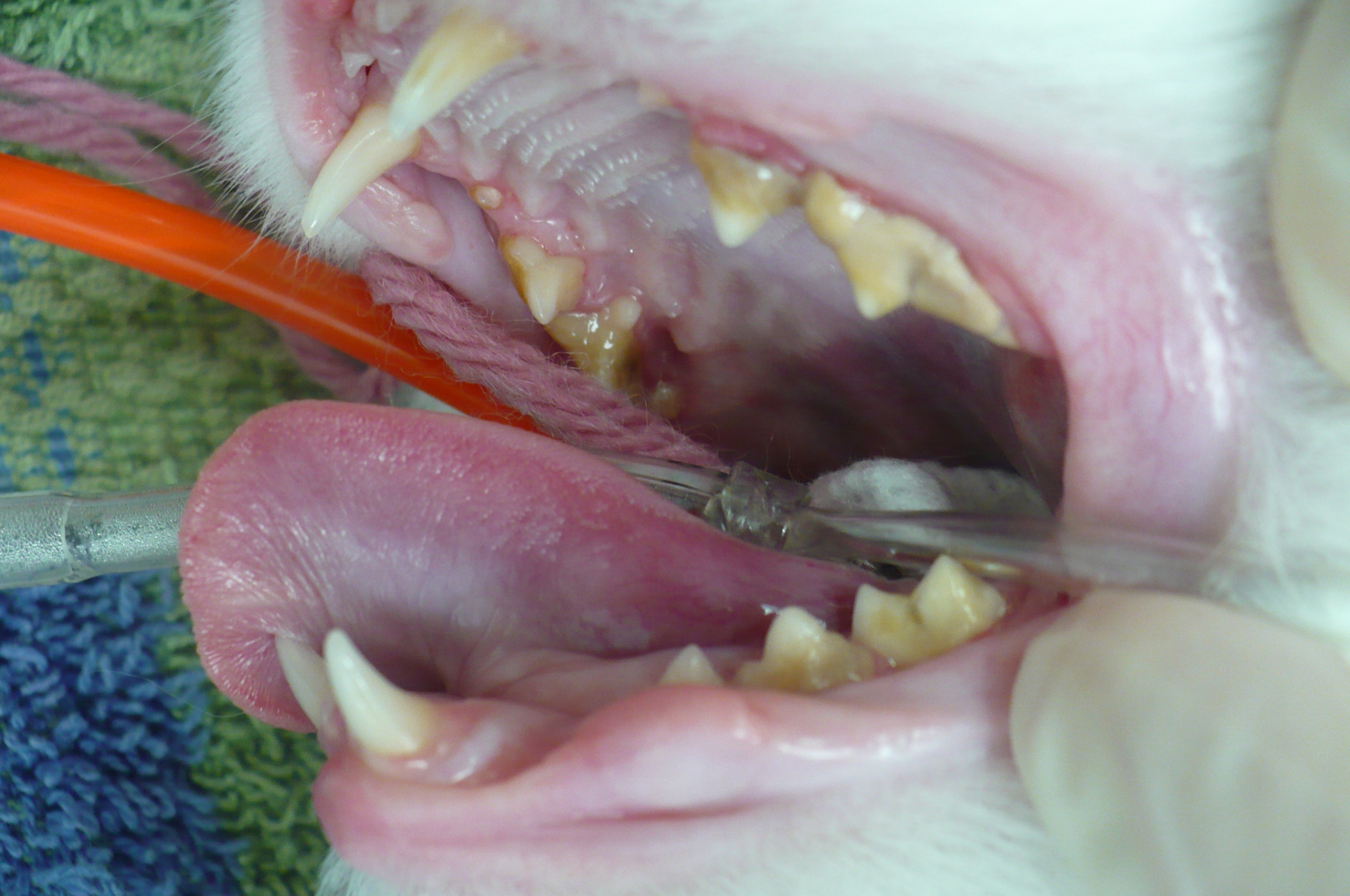 This cat has a lot of calculus on the inside of the teeth as well.