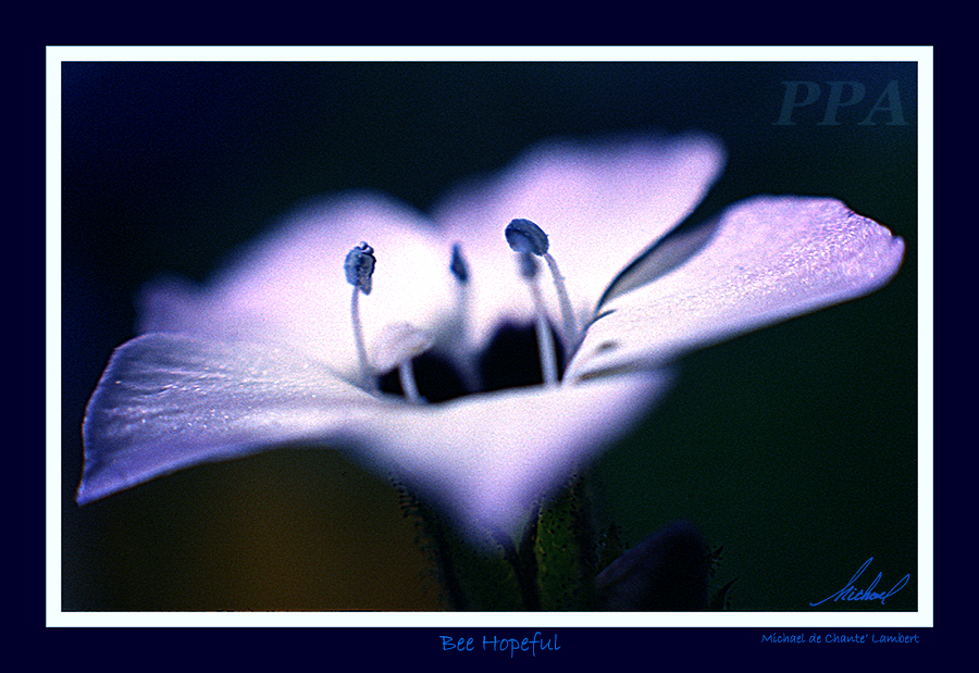 Macro Photography (16x11)
Cherokee, California
<< Bee Hopeful >>