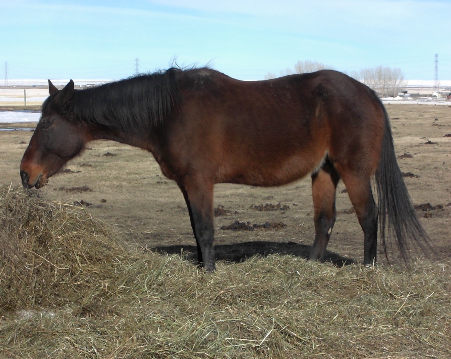 ANNIE - April 2016. Annie was raced and then used as a broodmare for years. It took a toll on her body, and at 19 yrs old, her body started shutting down. Her owner made the hard decision to have her put to sleep.