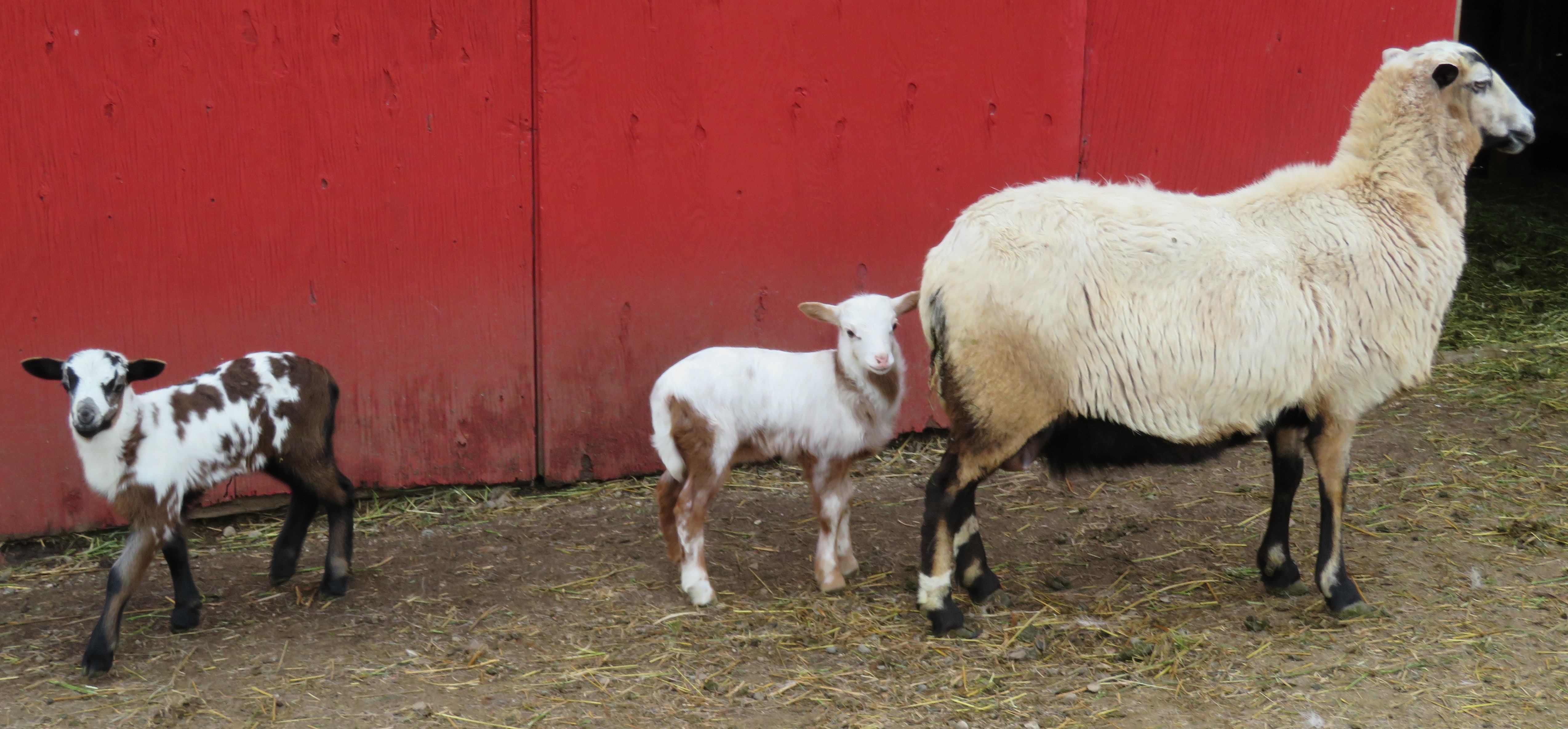 Big Rock Hazel 
twin ram lambs