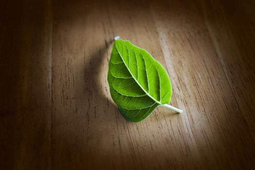 Green Cleaning