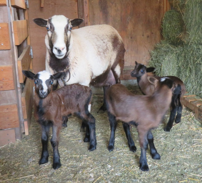 Poppy
ram, ewe & ewe lambs