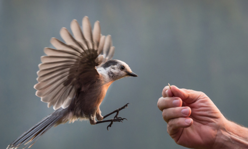A Person Feeding an Approaching Bird