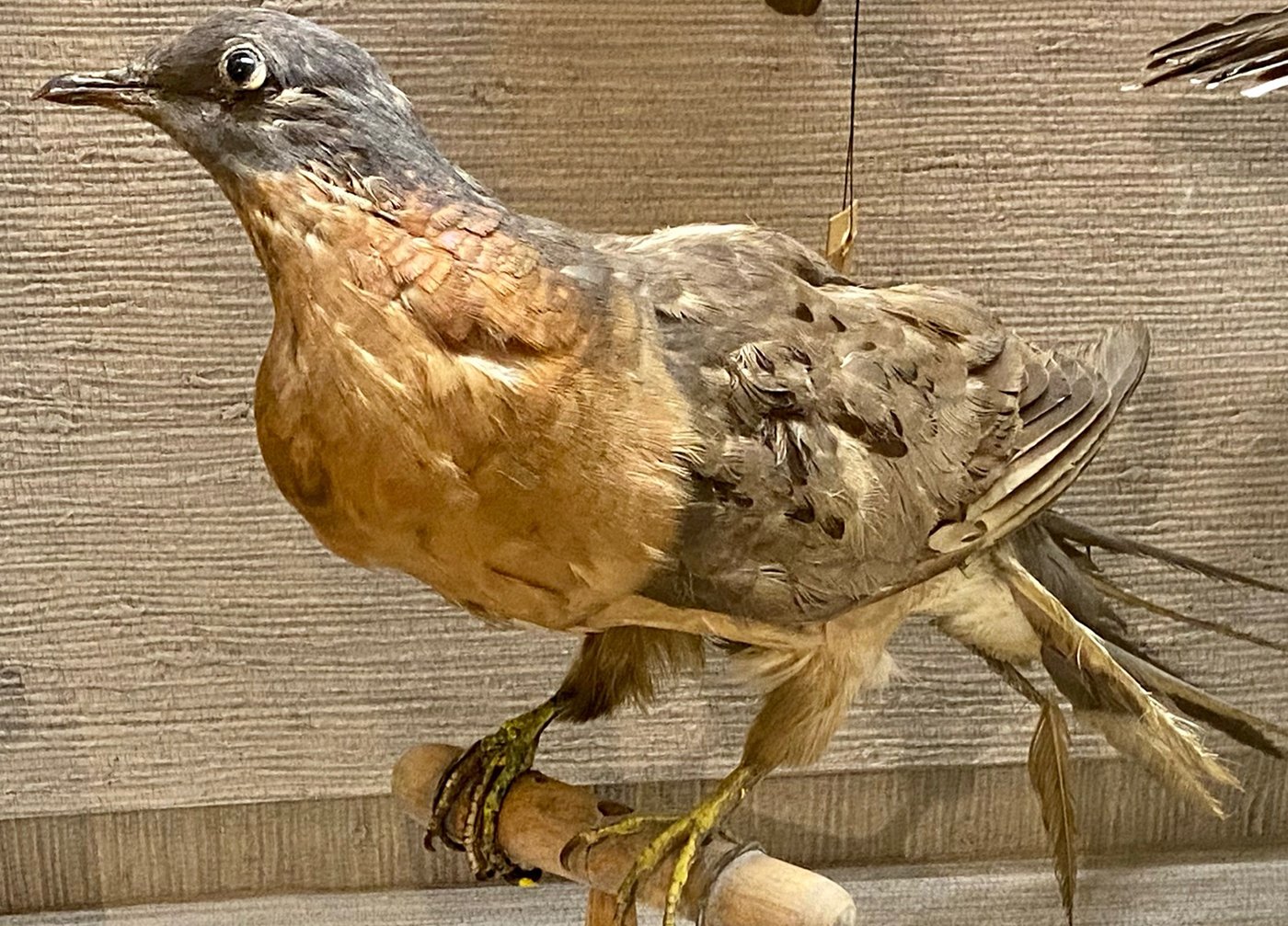 Our Passenger Pigeon, a species now extinct, was probably collected prior to 1900.