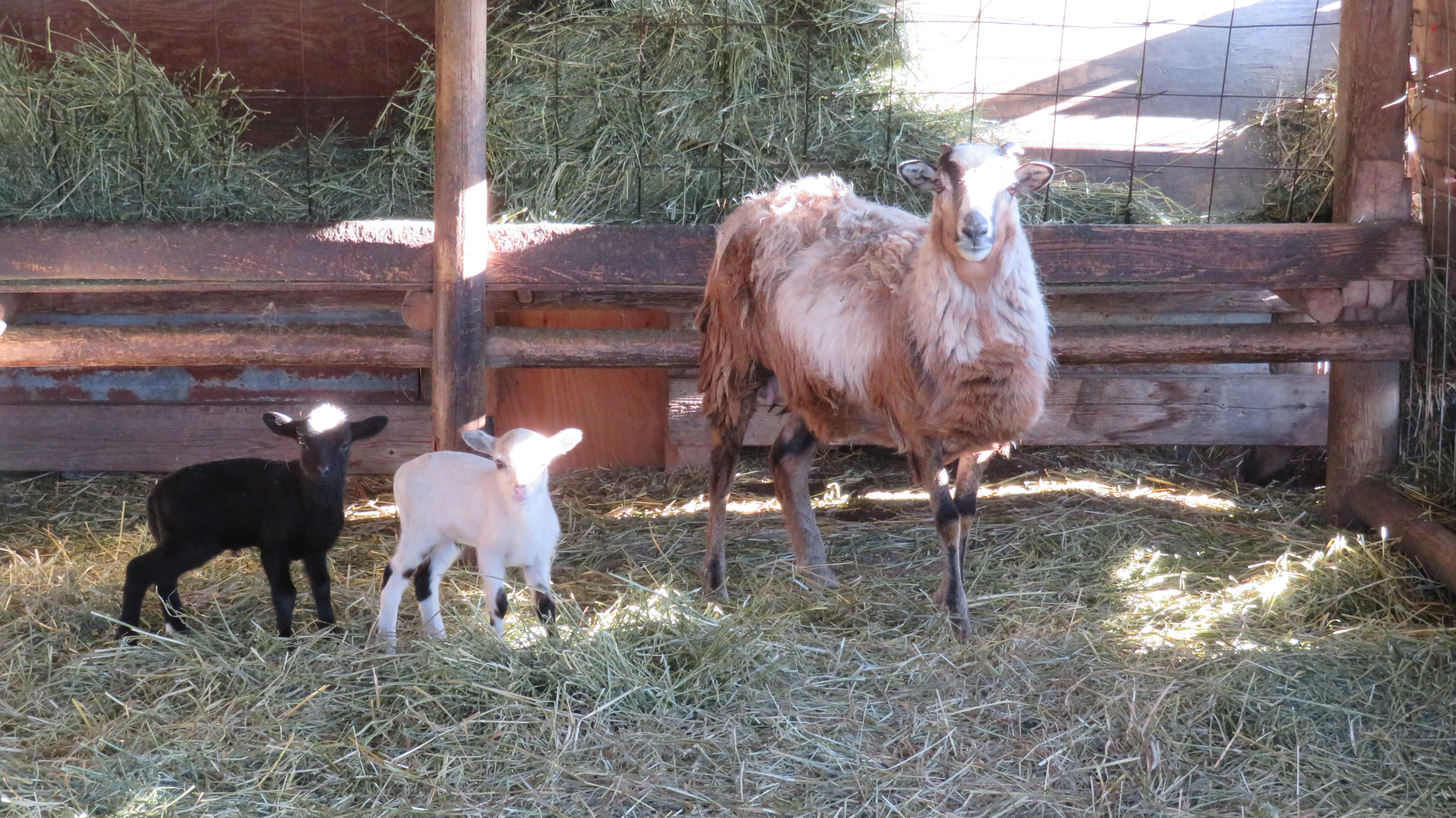 Big Rock Sugar Hill 
twin ram lambs 