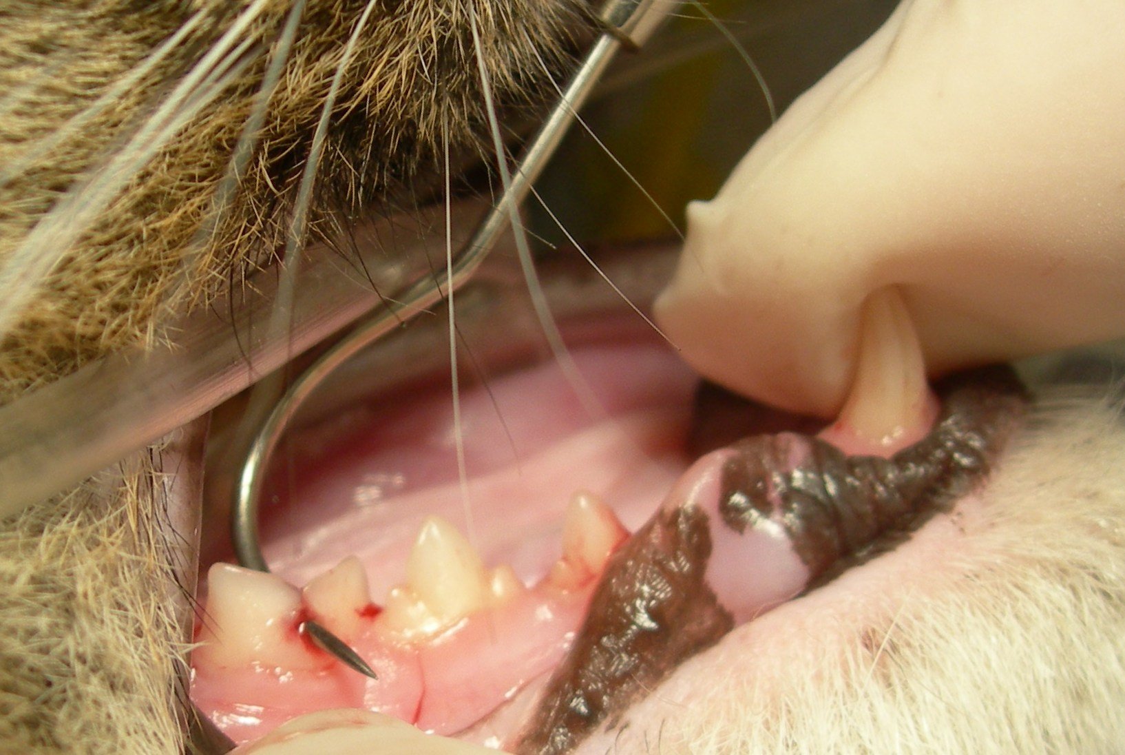 Dr. Thomas Mulder Providing Dental Care for Pets Feline Resorbtive