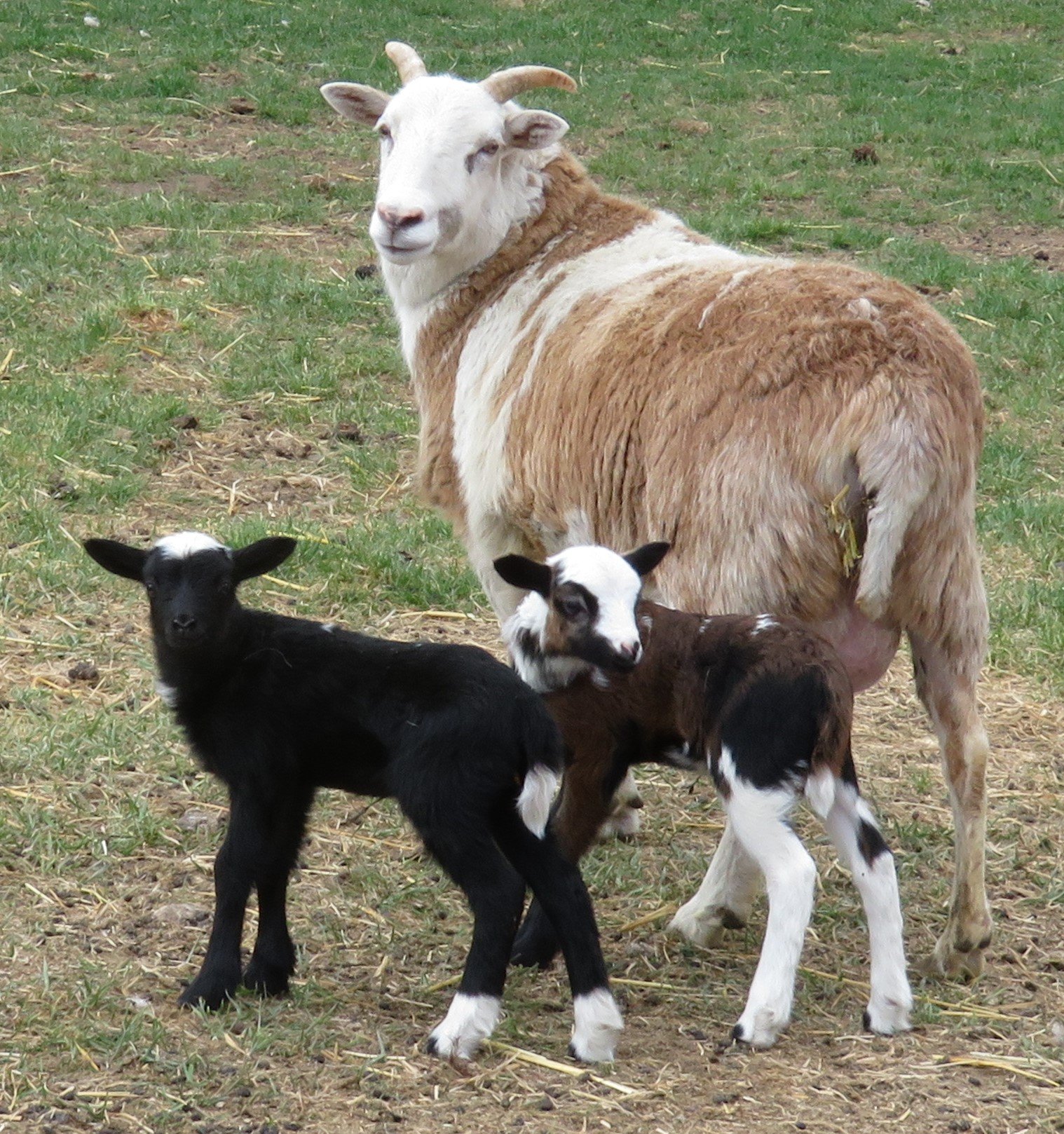 Lulu
twin ewe lambs $300(sold), $350(sold)