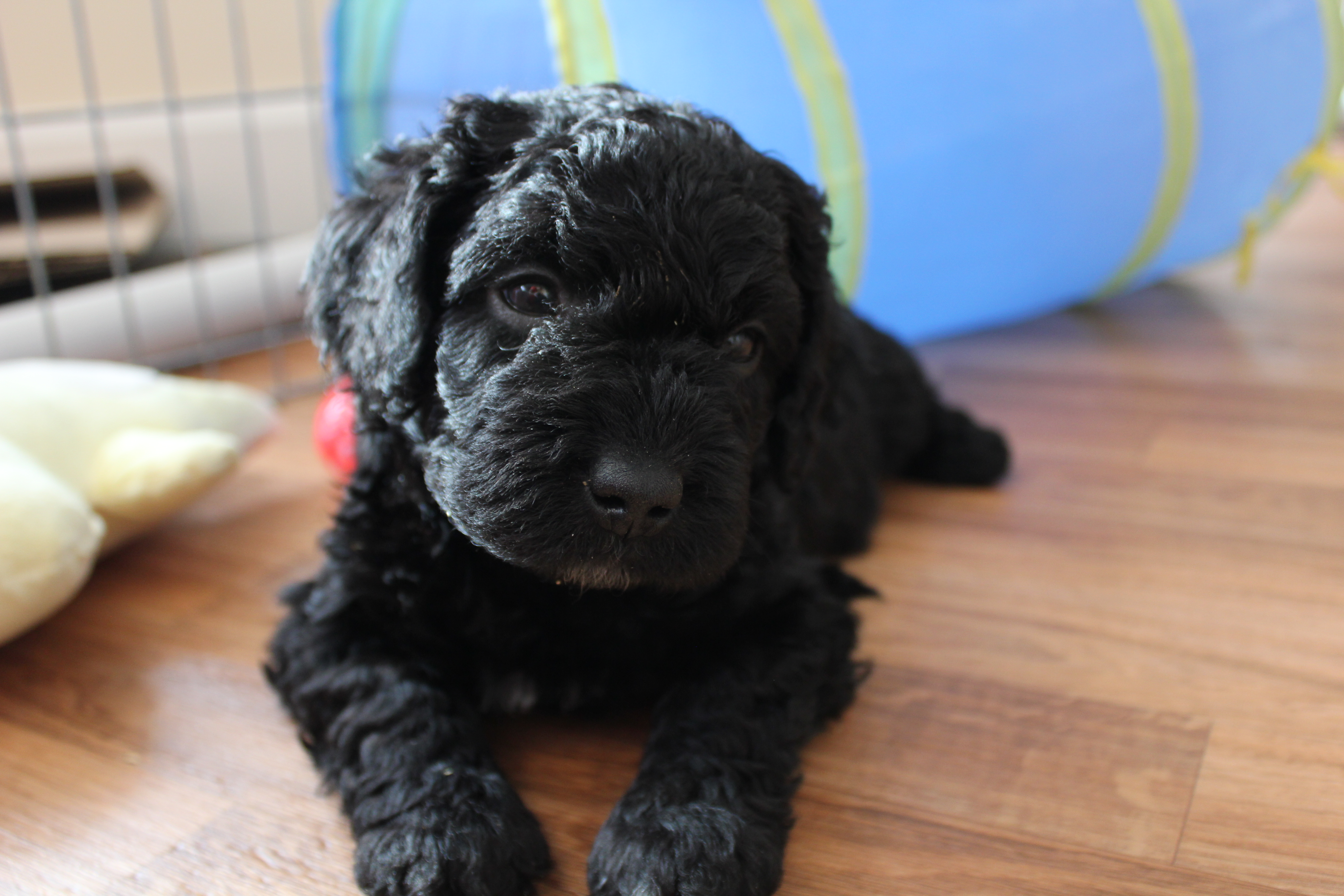 Fundy bay spanish water dogs top
