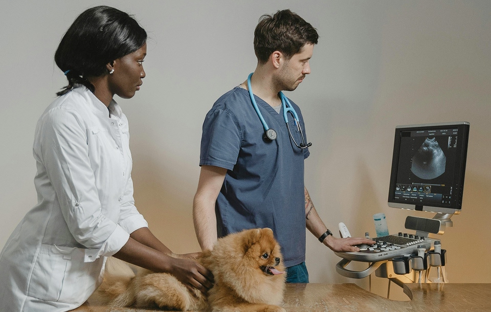 veterinarians conducting a diagnostic ultrasound exam