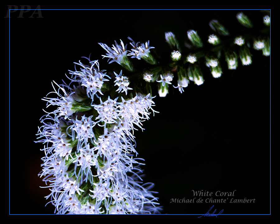 Floral Photography (20x16) SF
Herndon. Virginia
<< White Coral >>