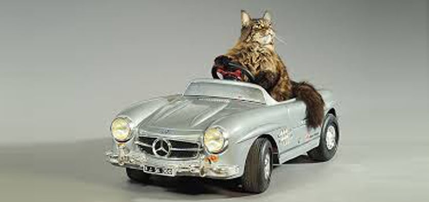 Cat Taxi